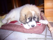 Quirina im Dezember 2012