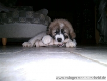 Quirina im Dezember 2012