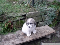 Santo im Januar 2015