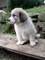 Santo im Januar 2015