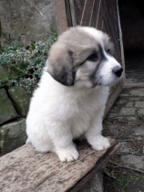 Santo im Januar 2015