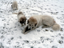 Santo im Januar 2015