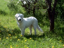 Sarus im Mai 2014