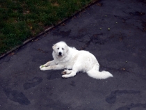 Sarus im Juli 2014