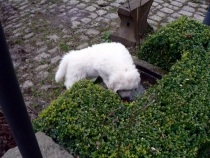 Sarus im Januar 2015