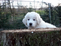 Sarus im Januar 2015