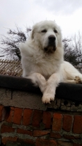 Sarus im März 2016