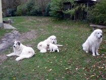 Pyrenäenberghunde_20141103_1