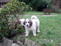 Shaka im Januar 2015