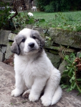 Shaka im Januar 2015