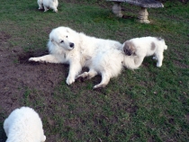 Shaka im Januar 2015