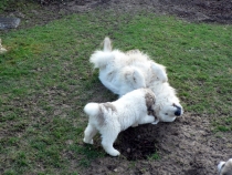 Shaka im Januar 2015