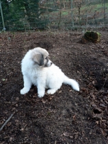 Shaka im Januar 2015