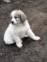 Shaka im Januar 2015