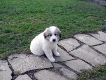 Shira im Januar 2015