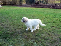 Shira im Januar 2015