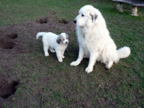 Shira im Januar 2015