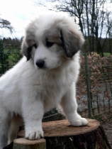 Shira im Januar 2015