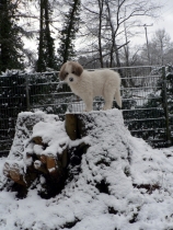 Shira im Januar 2015