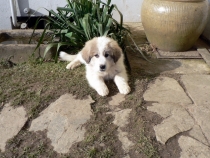 Shira im Februar 2015