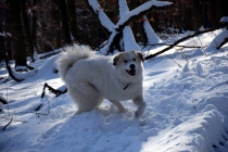 Taiga (genannt Tammy) im Januar 2017