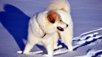 Taiga (genannt Tammy) im Januar 2017