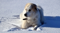 Taiga (genannt Tammy) im Januar 2017