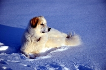 Taiga (genannt Tammy) im Januar 2017