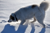 Taiga (genannt Tammy) im Januar 2017