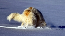 Taiga (genannt Tammy) im Januar 2017