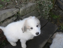 Tamino im Dezember 2015
