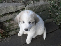 Tamino im Dezember 2015