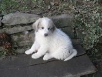 Tamino im Dezember 2015