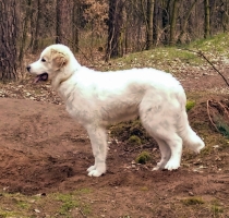 Tamino im März 2016