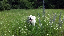 Tamino im Juni 2016