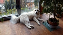 Tamino im November 2016