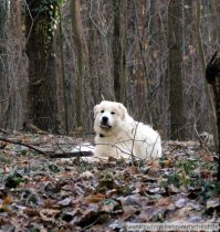 Tamino im Dezember 2016