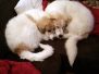 Tarya_und_Thorin