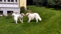 Tarya und Thorin im August 2017
