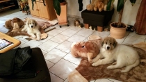 Tarya und Thorin im Januar 2016