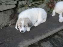 Thorin im Dezember 2015