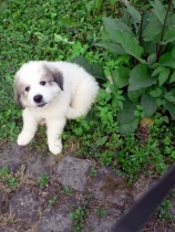 Ulysses im Juni 2017