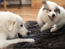 Ulysses mit Thalia im Juli 2017