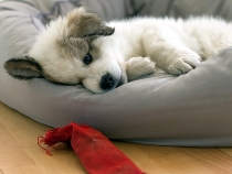 Ulysses im Juli 2017