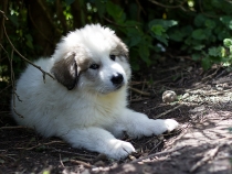 Ulysses im Juli 2017