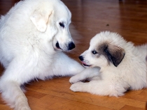 Ulysses mit Thalia im Juli 2017