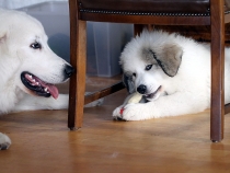 Ulysses mit Thalia im Juli 2017