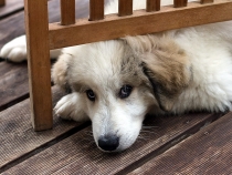 Ulysses im August 2017