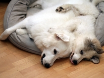 Ulysses mit Thalia im August 2017