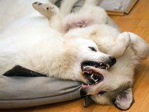 Ulysses mit Thalia im August 2017